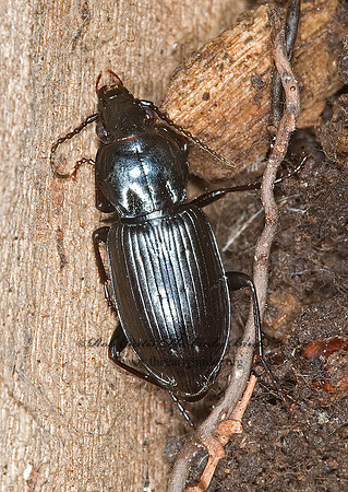 Pterostichus 6008187z