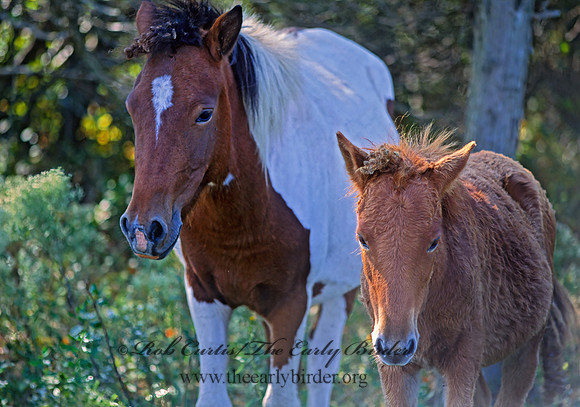Equus caballus  HORSE 43429z