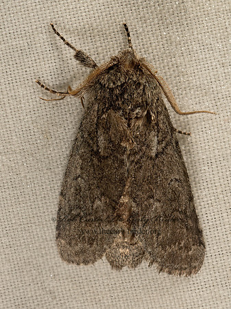 Lochmaeus bilineata  DOUBLE-LINED PROMINENT  9048458z