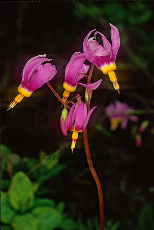Dodecatheon alpinum  ALPINE SHOOTINGSTAR 144230z