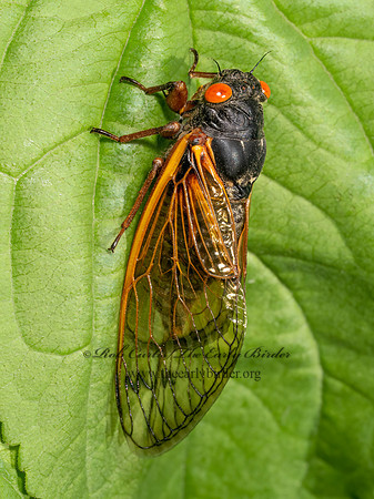 Magicicada cassinii CASSINI'S PERIODICAL CICADA 9088132 z