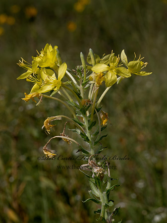 Oenothera clelandii LESSER 4-POINT EVENING PRIMROSE 9082696z