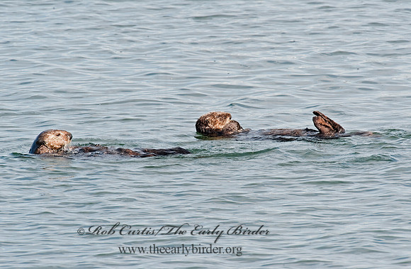 Enhydra lutris nereis  SOUTHERN SEA OTTER 8020330 z