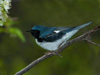 Setophaga caerulescens BLACK-THROATED BLUE WARBLER 5006614z