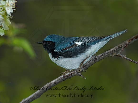 Setophaga caerulescens  BLACK-THROATED BLUE WARBLER  5006614z
