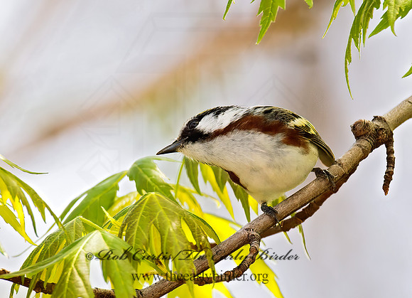 Setophaga pennsylvanica  CHESTNUT-SIDED WARBLER 9021853z