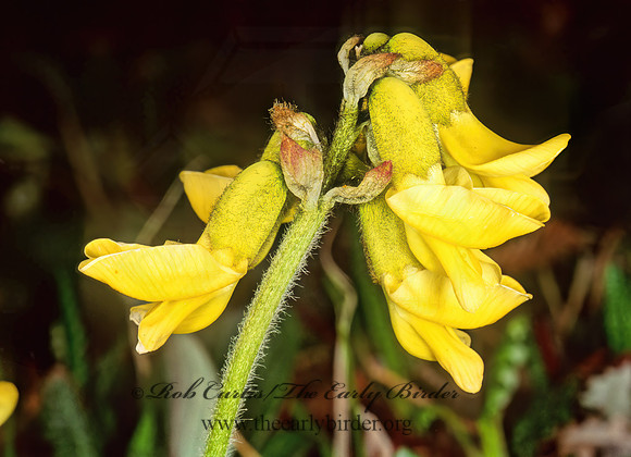 Artragalus umbellatus  HAIRY ARCTIC MILK VETCH 240530z