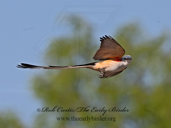 Tyrannus forficatus  SCISSOR-TAILED FLYCATCHER 3033975z