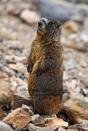 Marmota flaviventris  YELLOW-BELLIED MARMOT 7010528z