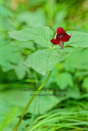 Trillium erectum  RED TRILLIUM 265722z