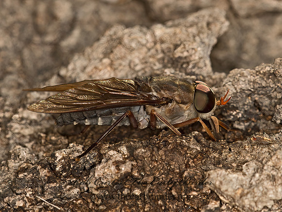 Tabanius calens  HORSE FLY 9052711z