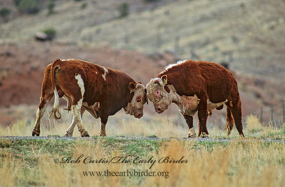 Bos taurus  BULL 104825z