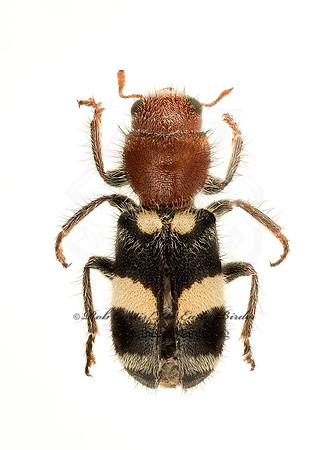 Enoclerus laetus  CHECKERED BEETLE  9020585z