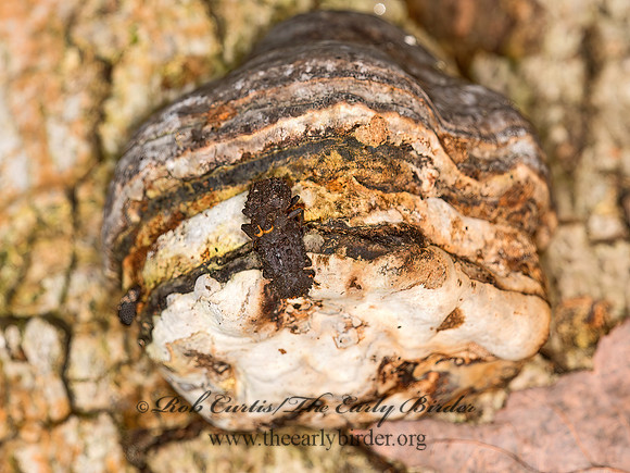Bolitotherus cornutus  FORKED FUNGUS BEETLE 9032630z