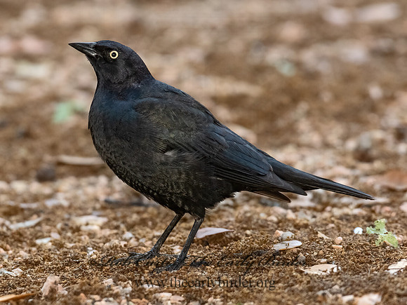 Euphagus cyanocephalus  BREWER'S BLACKBIRD 3030001z
