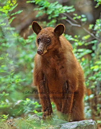 Ursus americanus  BLACK BEAR  95404z
