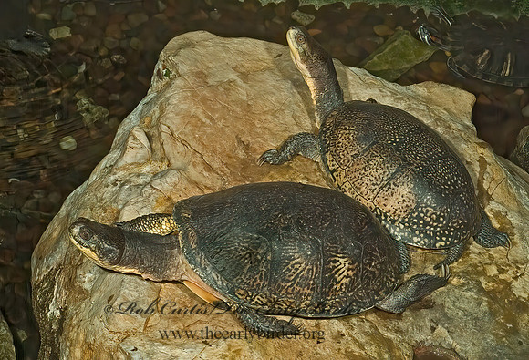 Emydoidea blanding  BLANDING'S TURTLE 4002450z