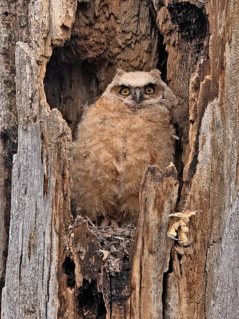 Bubo virginianus  GREAT HORNED OWL 9068230z