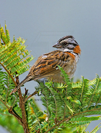 Zonotrichia capensis  RUFOUS-COLLARED SPARROW 205612z