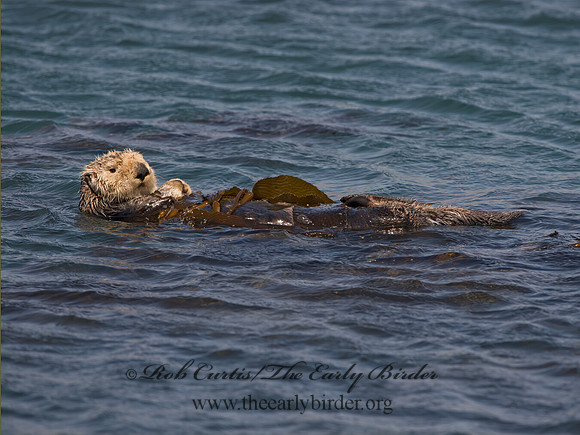 Enhydra lutris nereis  SOUTHERN SEA OTTER 9058114z