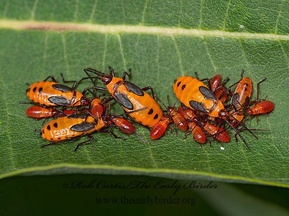 Oncopeltus fasciatus  LARGE MILKWEED BUG 9040923z