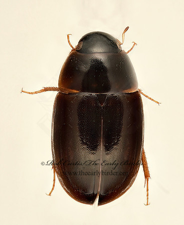 Enochrus perplexus 9020076z