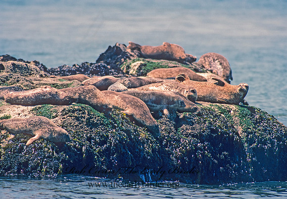 Phoca vitulina  HARBOR SEAL 128610z