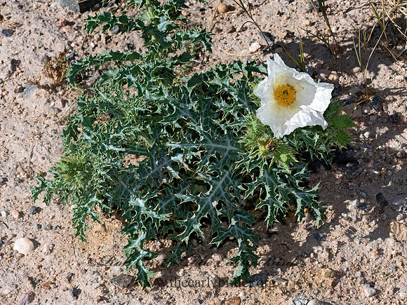 Argemone polyanthemos  PRICKLY POPPLY 3025775-z