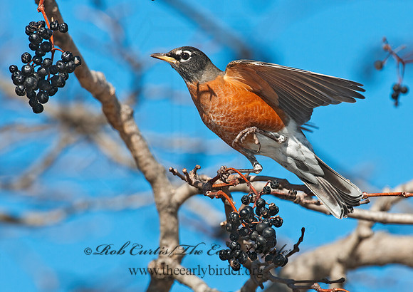 Turdus migratorius  AMERICAN ROBIN 3004870z