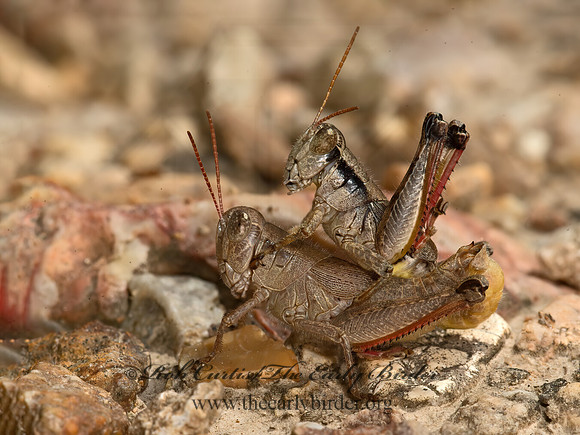 Melanoplus scudderi  SCUDDER'S SHORT-WINGED GRASSHOPPER 9051765z