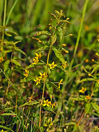 Lysimachia quadrifolia  WHORLED LOOSESTRIFE 9032659z