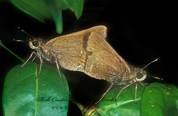 Decinea percosius 89218z