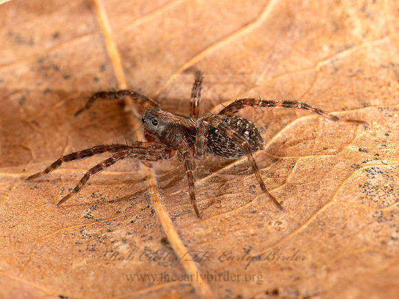 Schizocosa WOLF SPIDER 9087041z