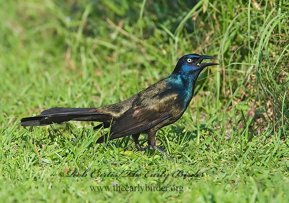 Quiscalus quiscula  COMMON GRACKLE 7002247z