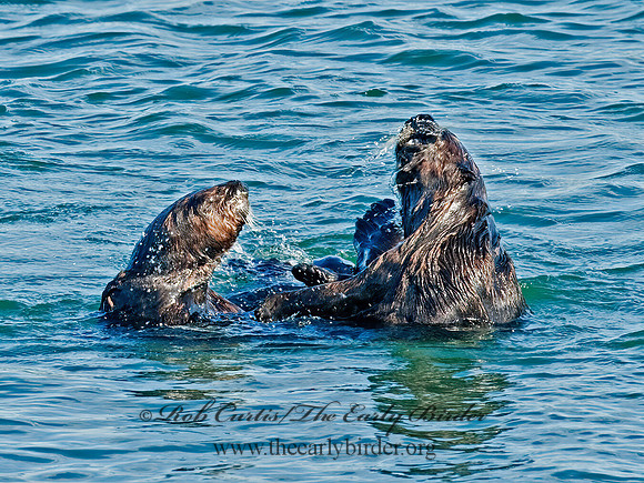 Enhydra lutris nereis  SOUTHERN SEA OTTER 8020426 z