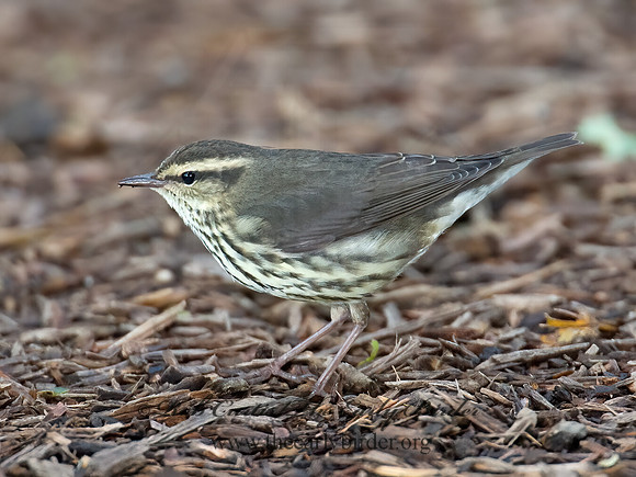 Parkesia noveboracensis  NORTHERN WATERTHRUSH 9005080z