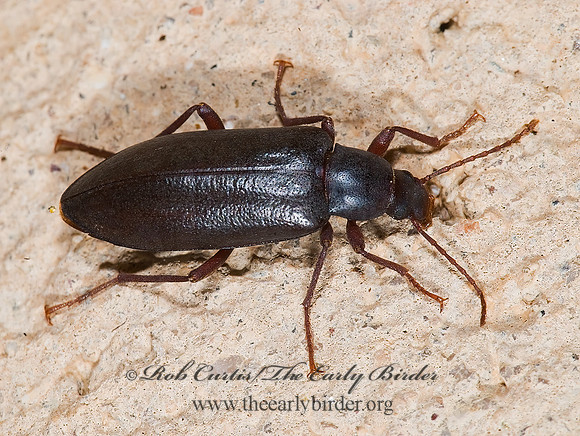 Eupsophulus castaneus 6025118z