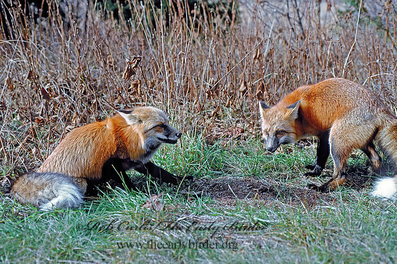 Vulpes vulpes  RED FOX 62335z