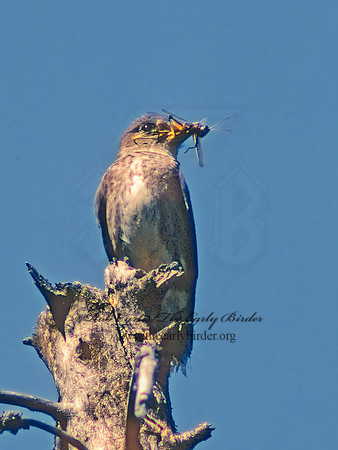 Contopus cooperi  OLIVE-SIDED FLYCATCHER 31417z