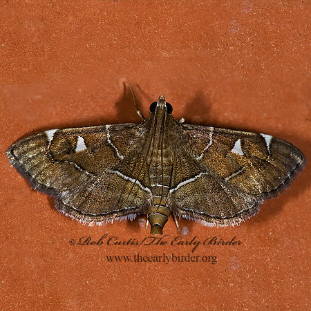 Lamprosema victoriae PYRAUSTINAE CRAMBID MOTH 7005648 z
