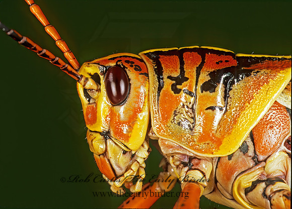 Romalea microptera SOUTHERN LUBBER GRASSHOPPER 249037z