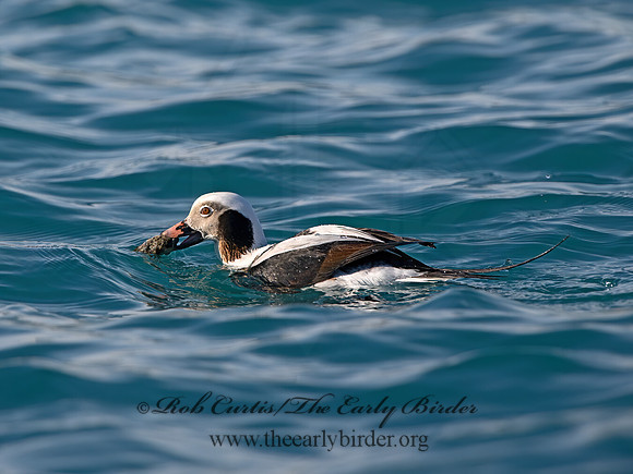 Clangula hyemalis  LONG-TAILED DUCK 9067930-z