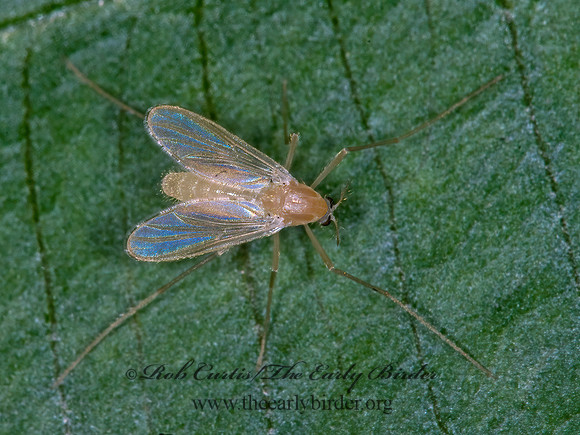 Pentaneurini  TANYPODINAE MIDGE 6011284z