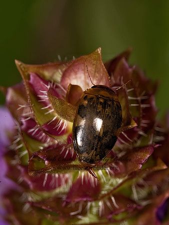 Laccophilus maculosus PREDACEOUS DIVING BEETLE 8015469z