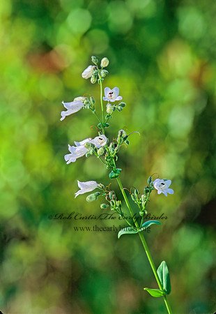 Penstemon multiflorus  MANYFLOWER BEARDTONGUE 263027z