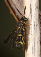 Leucospis affinis 8005077z