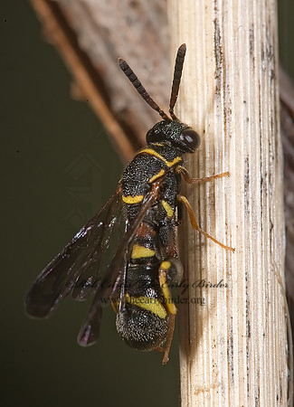 Leucospis affinis 8005077z