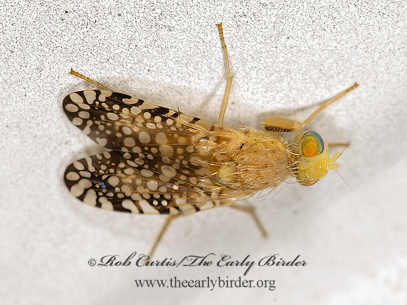 Euaresta aequalis  FRUIT FLY 9050824z