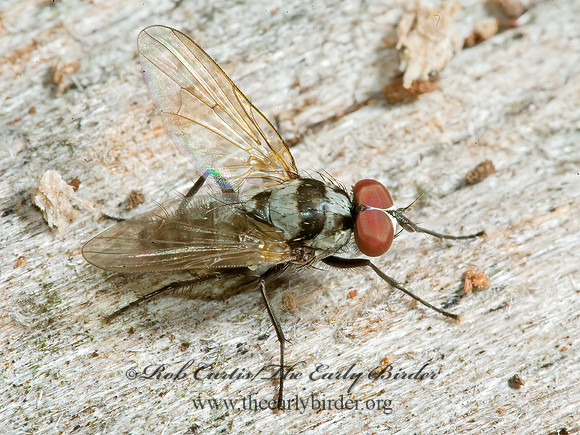 Anthomyia oculifera  ROOT-MAGGOT FLY 5011719z