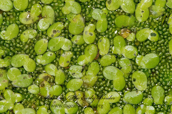 Lemna minor  DUCKWEED~ 9003444z